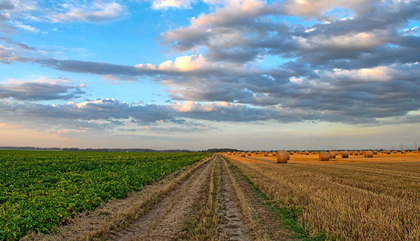 Cambio climático en la agricultura: ¿Cómo afrontar sus efectos y mitigar su impacto?