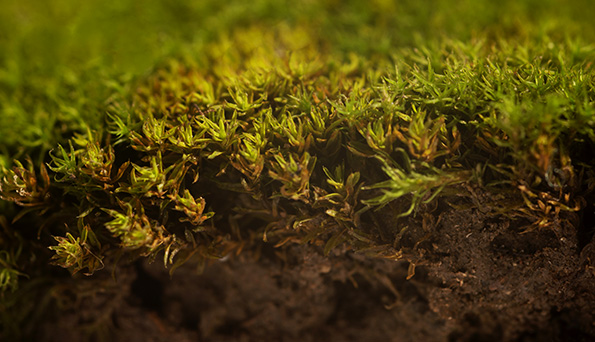 ‘Descifrando la biología del suelo: la metagenómica como herramienta de toma de decisiones en agricultura’