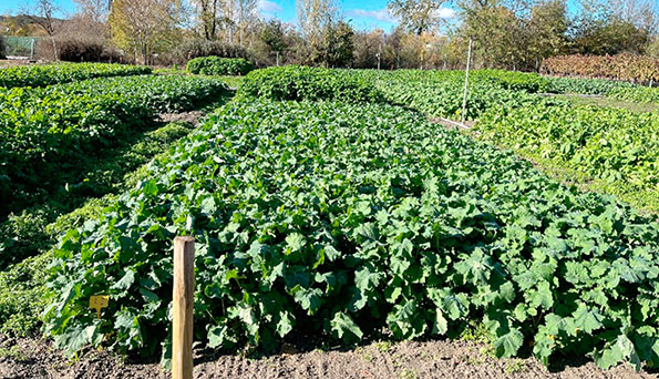 Profesores del Departamento de Producción Agraria de la ETSIAAB evalúan el potencial de biofumigación de especies de la familia Brassicaceae